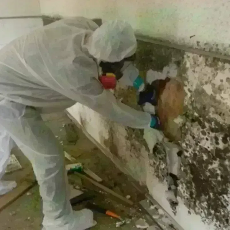 Mold Remediation and Removal in Warm Mineral Springs, FL